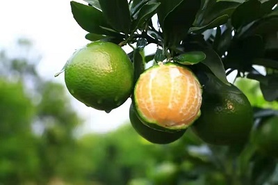 華逸府聯(lián)手德慶皇帝柑，為您帶來(lái)入冬的第一口甜~~